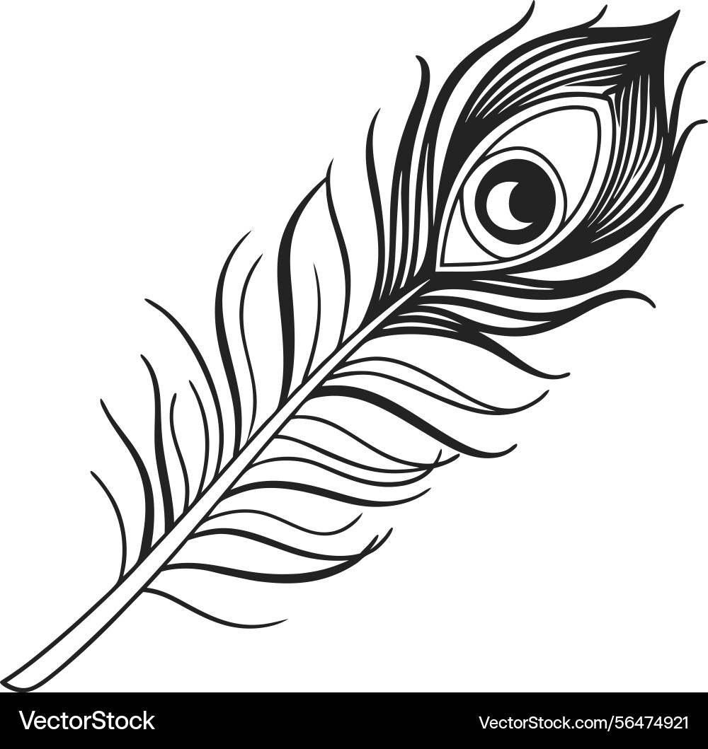 Single detailed black and white peacock feather – Royalty-Free Vector |  VectorStock, image size:1000x1059