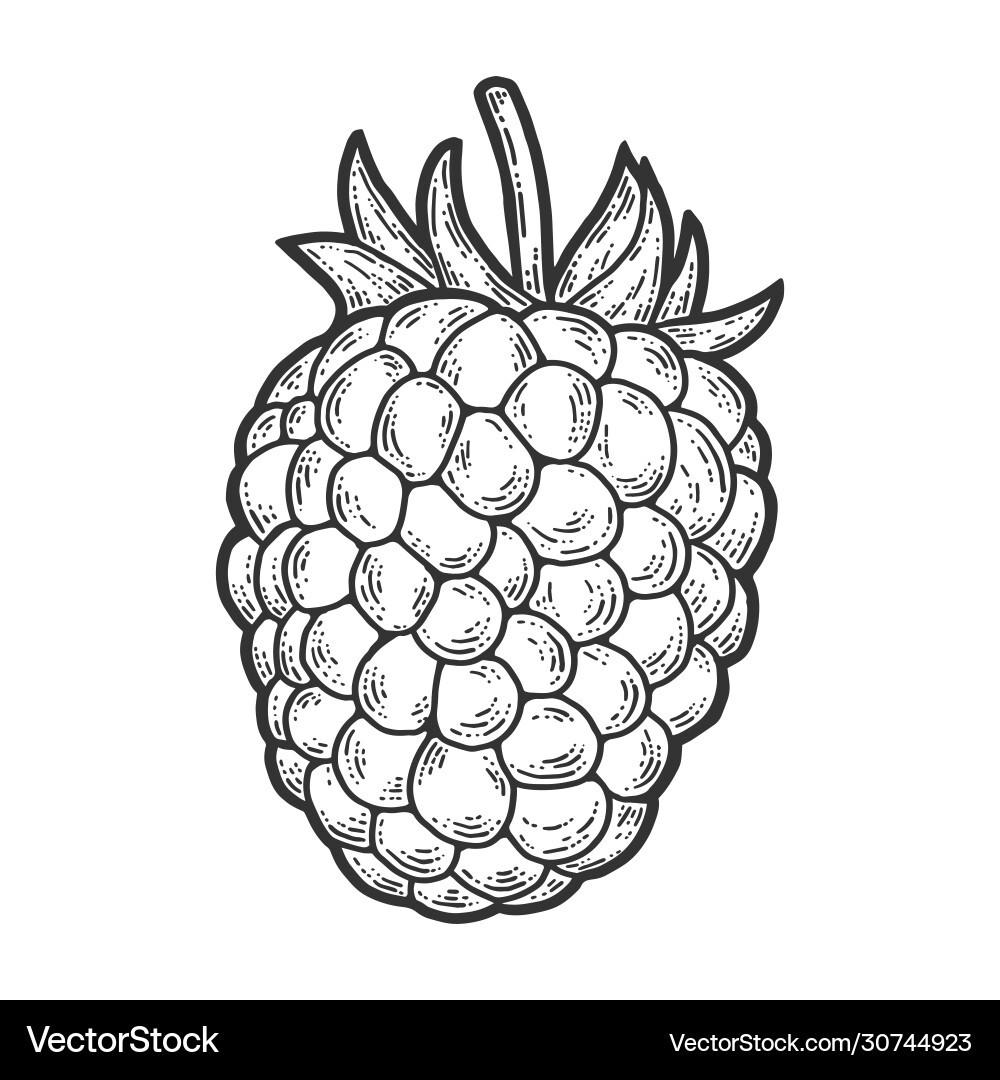 Raspberry isolated berry scratch board imitation Raspberry isolated berry scratch board imitation vector image