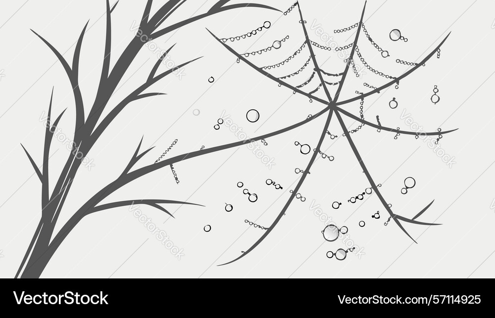 Bare tree branch with delicate spider web natures vector image