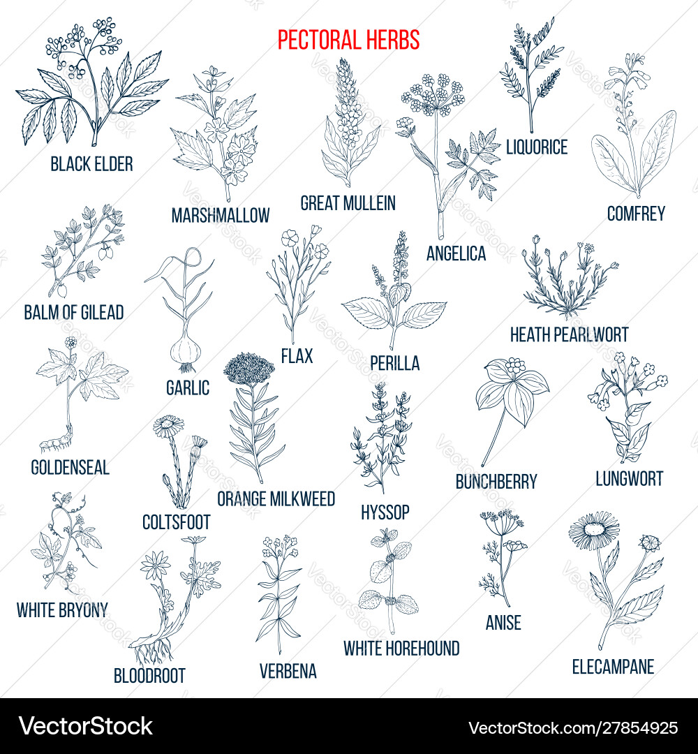 Set pectoral herbs vector image