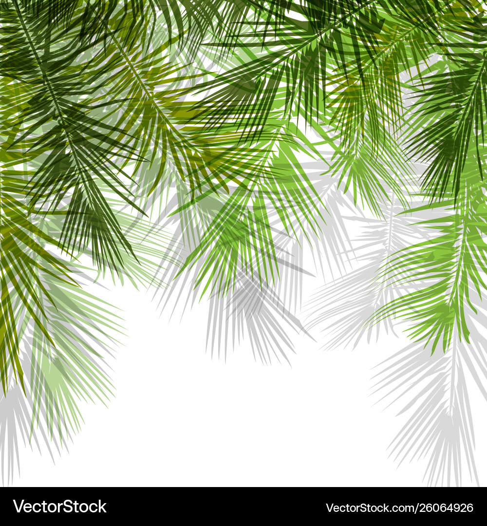 Palm tree branches on white background Palm tree branches on white background Vector Image