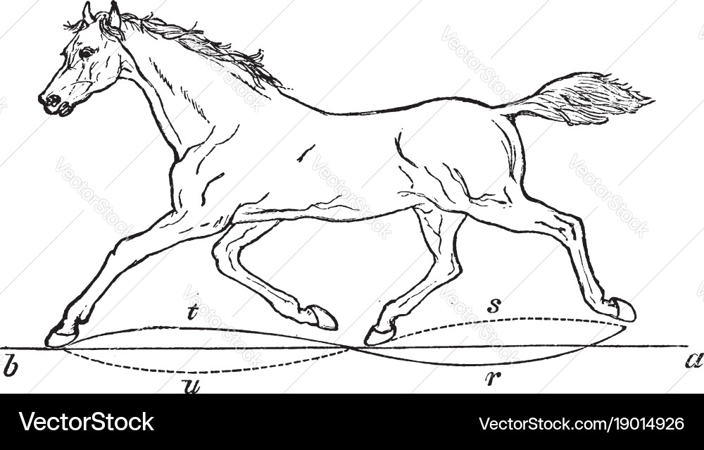 Vintage Trotting Horse Line Drawing Vector Image