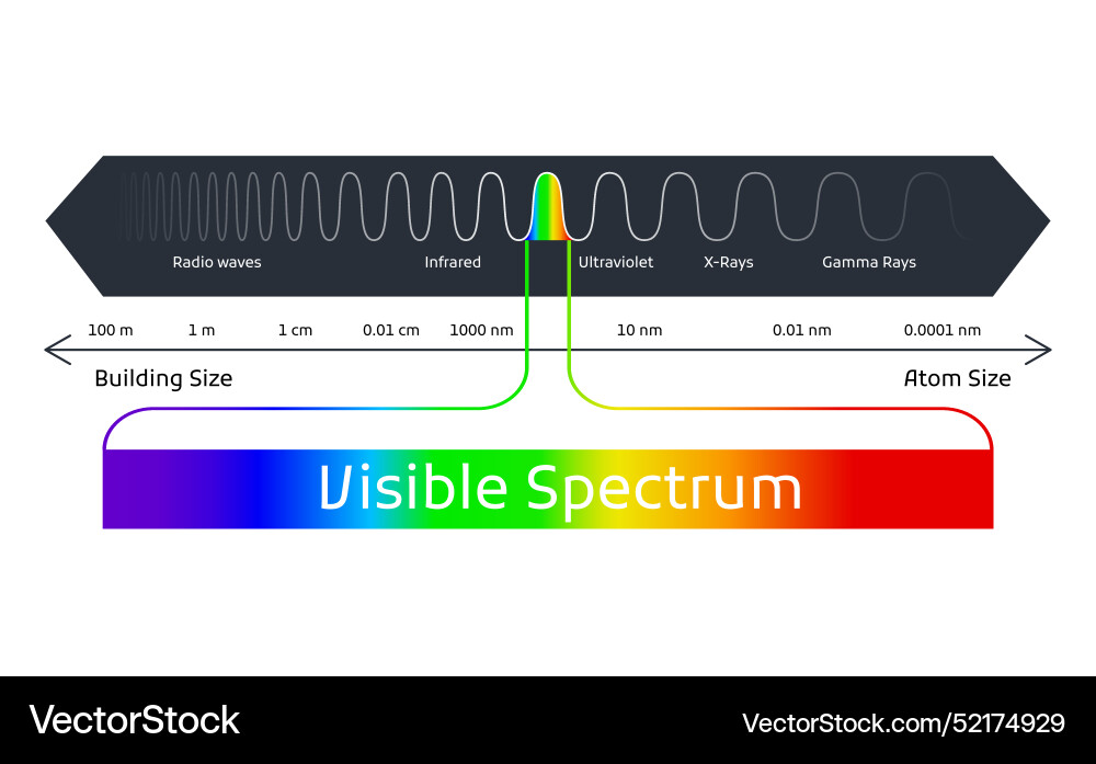 Spectrum wavelength visible color range Spectrum wavelength visible color range vector image