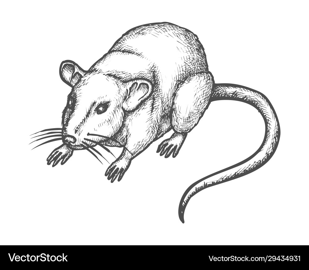 Hand-Drawn Mouse Sketch Royalty Free Vector Image