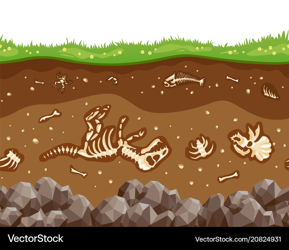 Soil Layers with Fossil Bones vector image