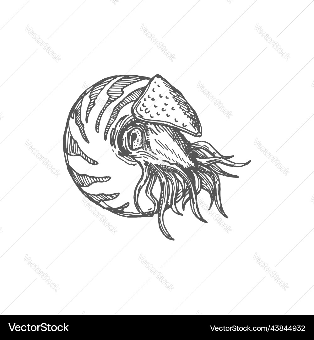 Chambered nautilus pompilius mollusc marine animal Chambered nautilus pompilius mollusc marine animal vector image