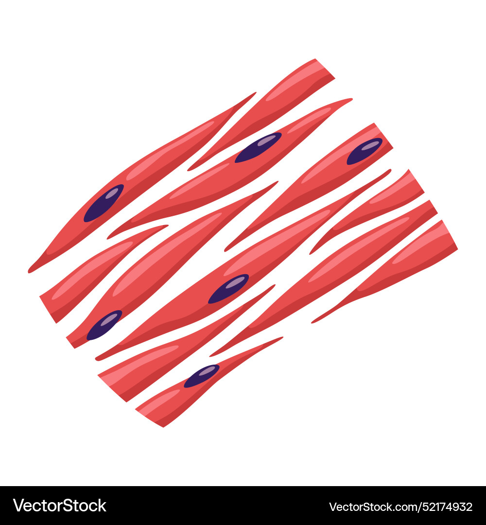 Smooth muscles tissue with specific function vector image
