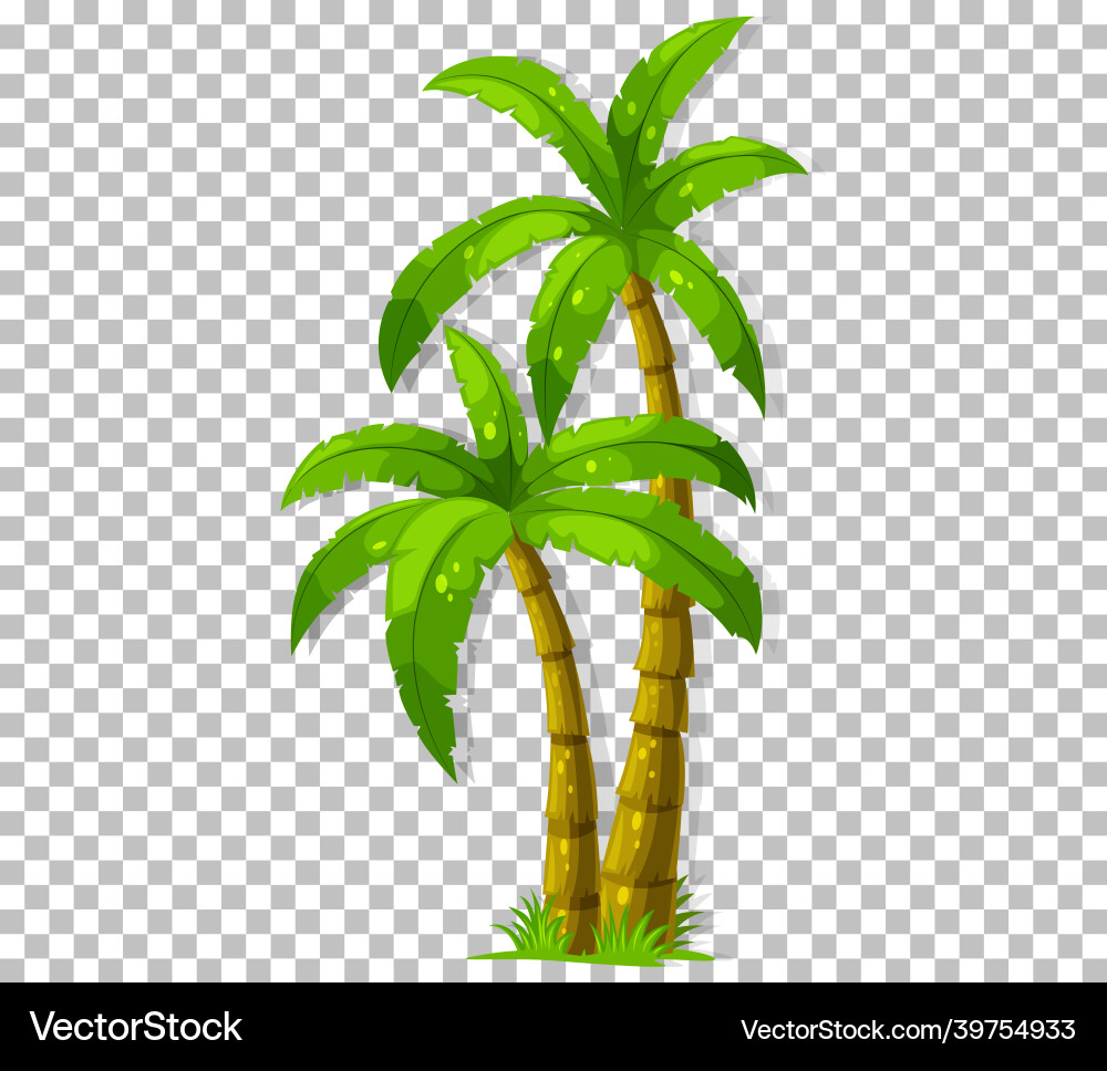Palm tree on transparent background vector image