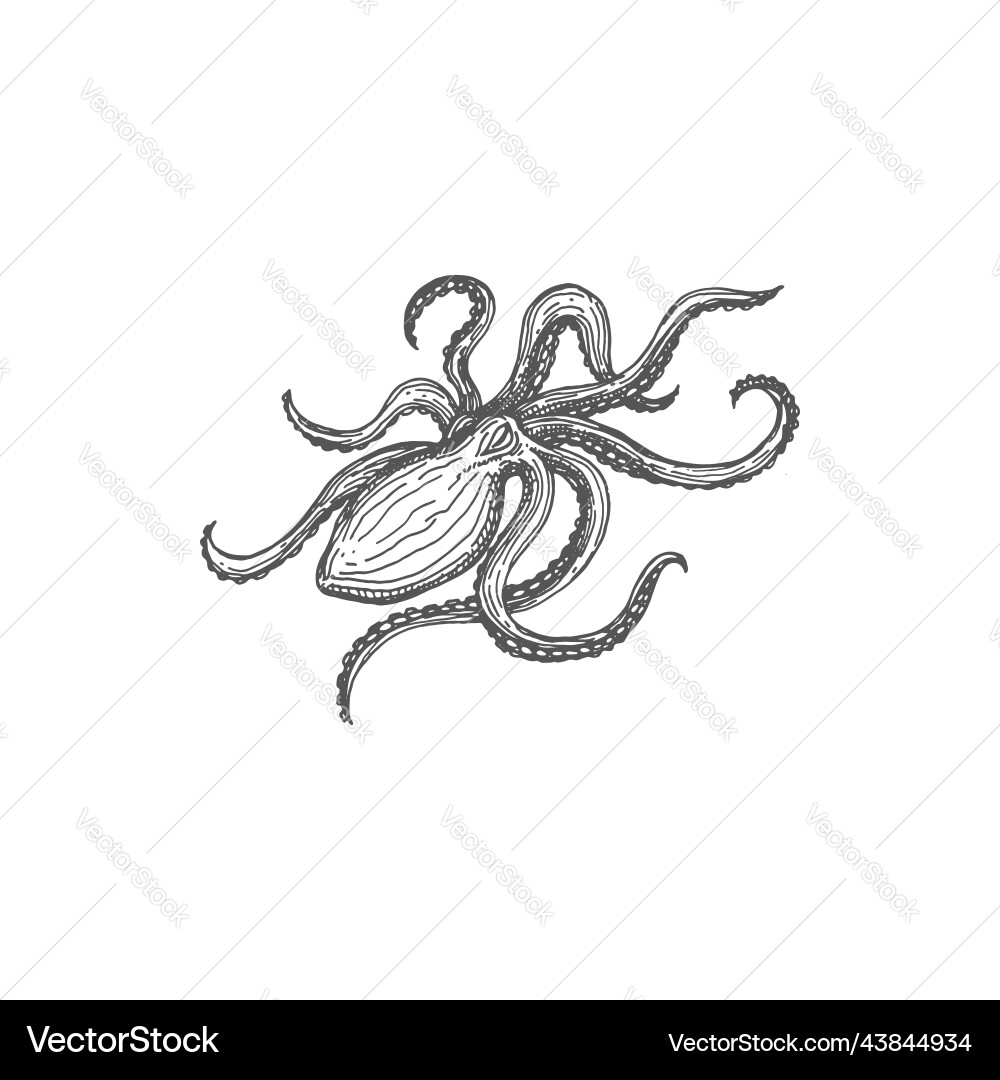 Octopus isolated eight-limb mollusc soft-bodied Octopus isolated eight-limb mollusc soft-bodied vector image