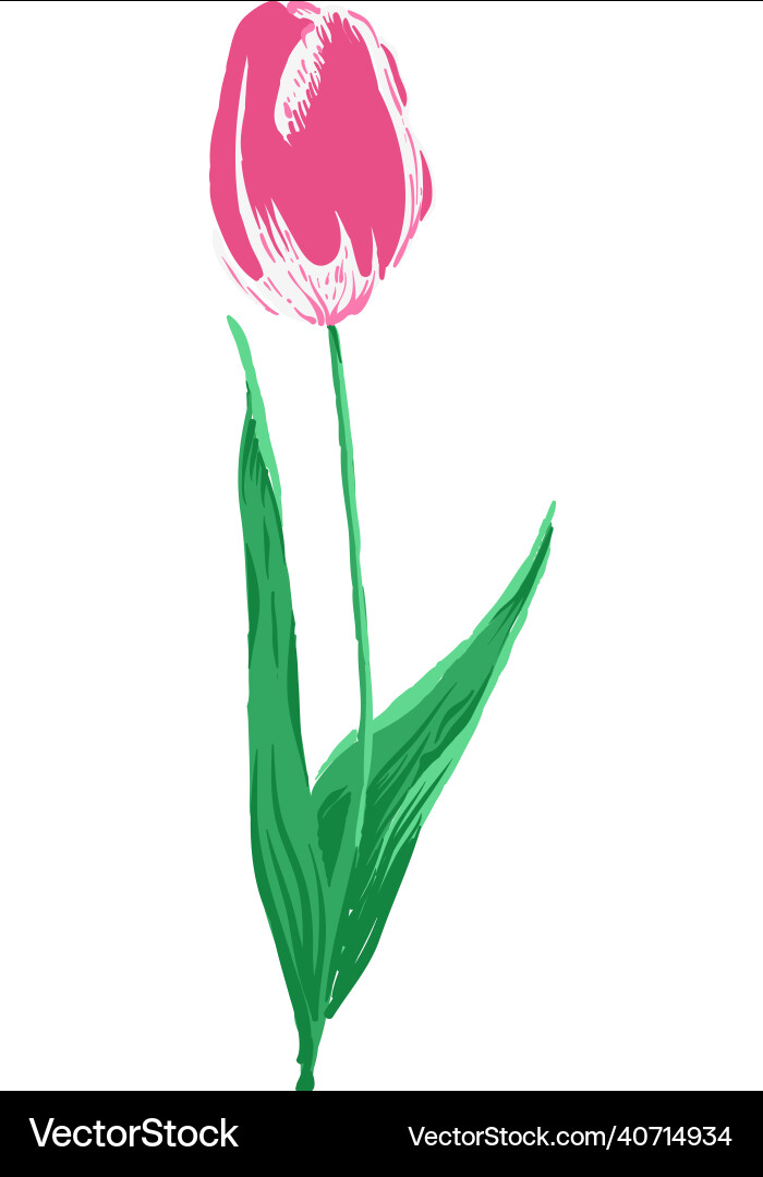 Spring flower cute pink tulip with green leaves Spring flower cute pink tulip with green leaves Vector Image