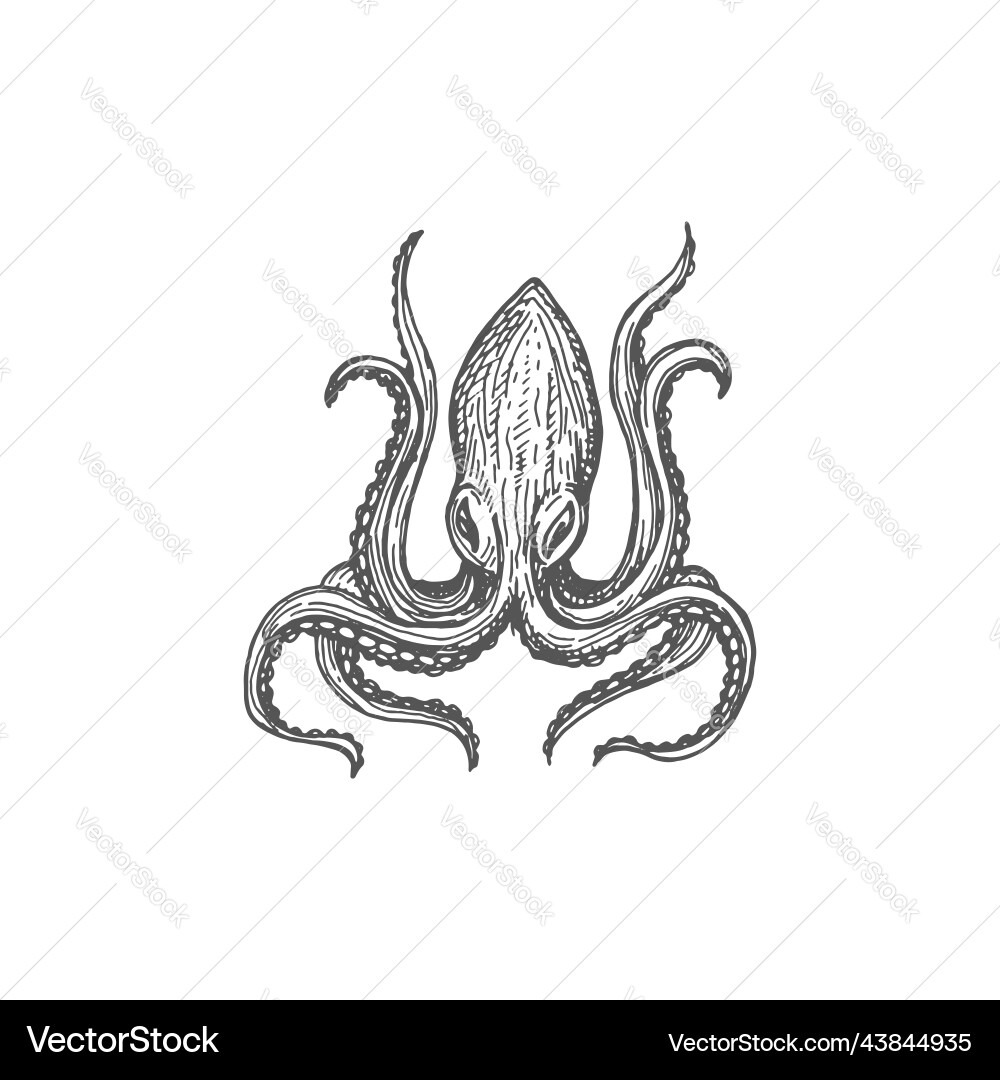 Devilfish pouple octopus isolated mollusc sketch Devilfish pouple octopus isolated mollusc sketch vector image