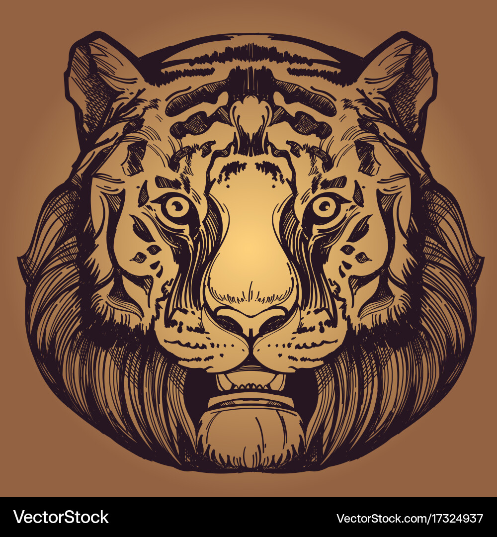 Muzzle of a tiger for creating sketches vector image