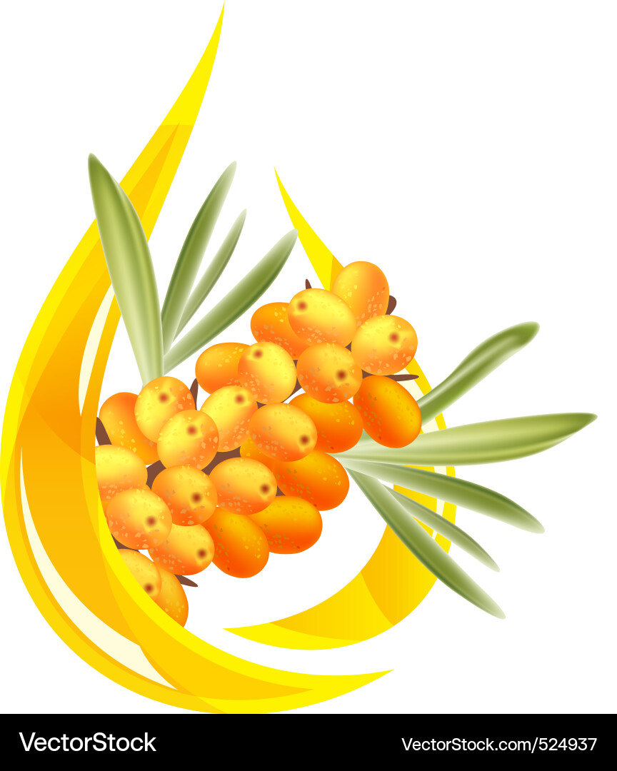 Sea Buckthorn Oil - Berry Drop Vector Image