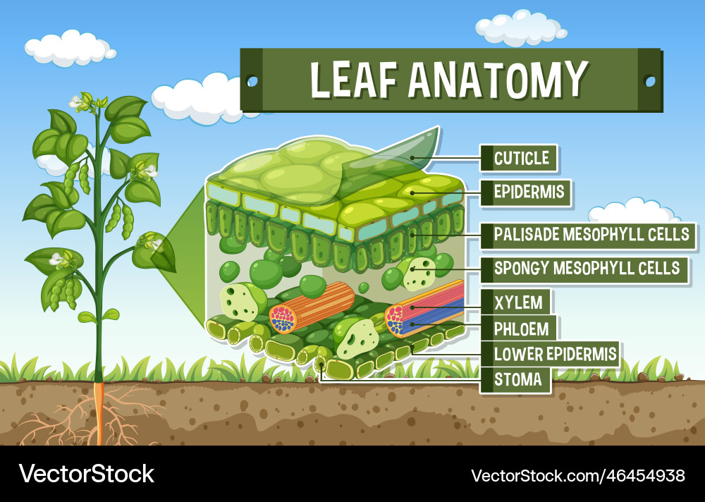 Internal structure of leaf diagram Internal structure of leaf diagram Vector Image