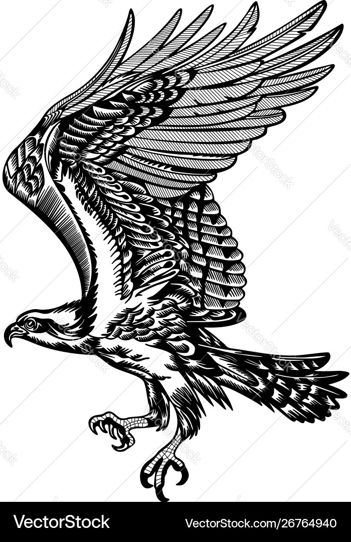 Hawk001 Royalty Free Vector Image - VectorStock