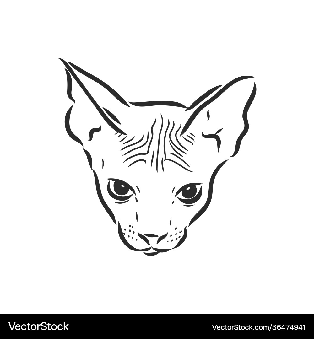 Sketch a sphinx cat isolated on white Vector Image