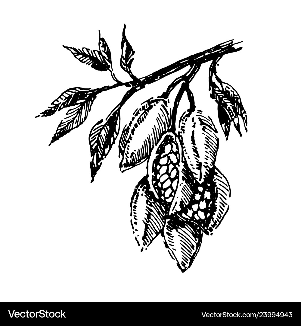 Cocoa Branch with Beans - Botanical Sketch vector image
