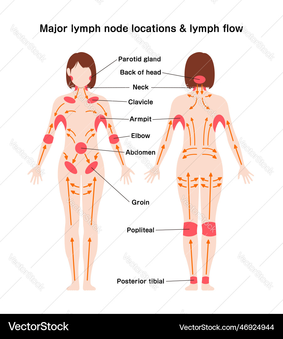 Locations of major lymph nodes and flows vector image