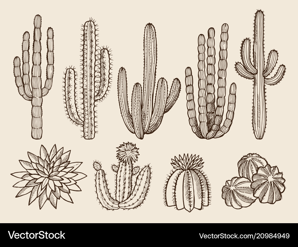 Sketch hand drawn of cactuses vector image