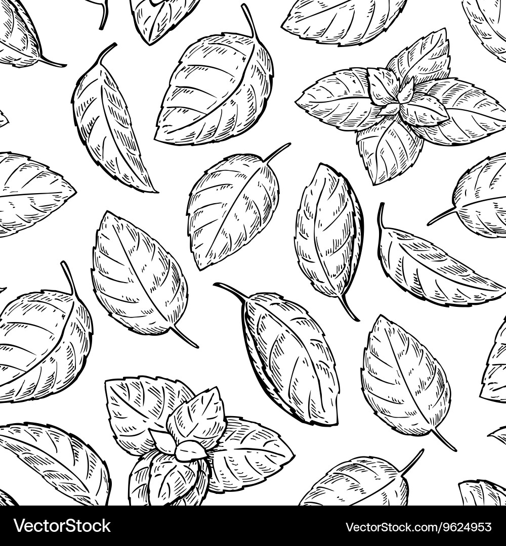 Mint Leaf Pattern - Botanical Sketch vector image