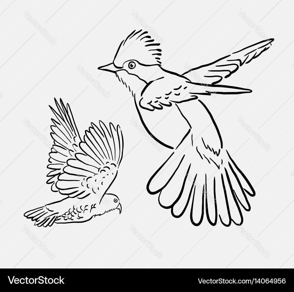 Crane Sketch - Elegant Bird Vector Image