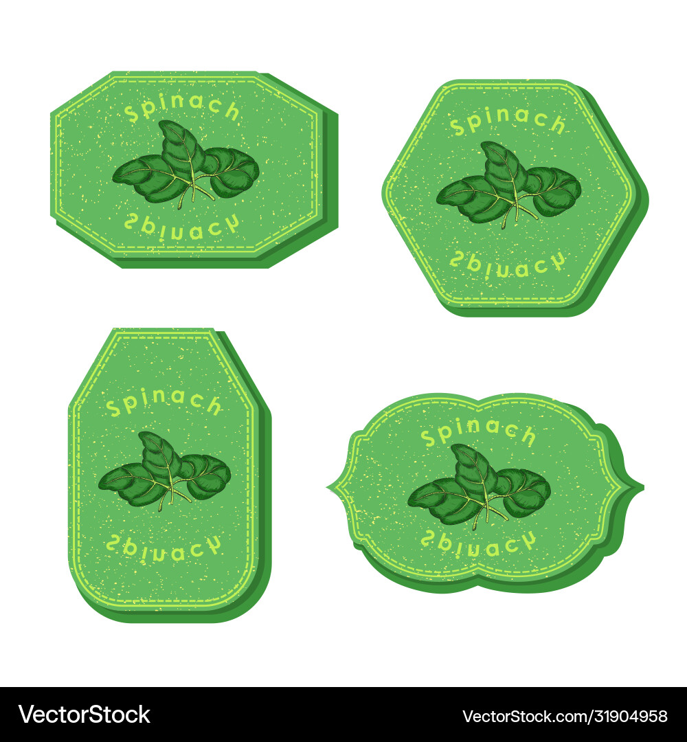 Set with four rectangular labels for spinach vector image