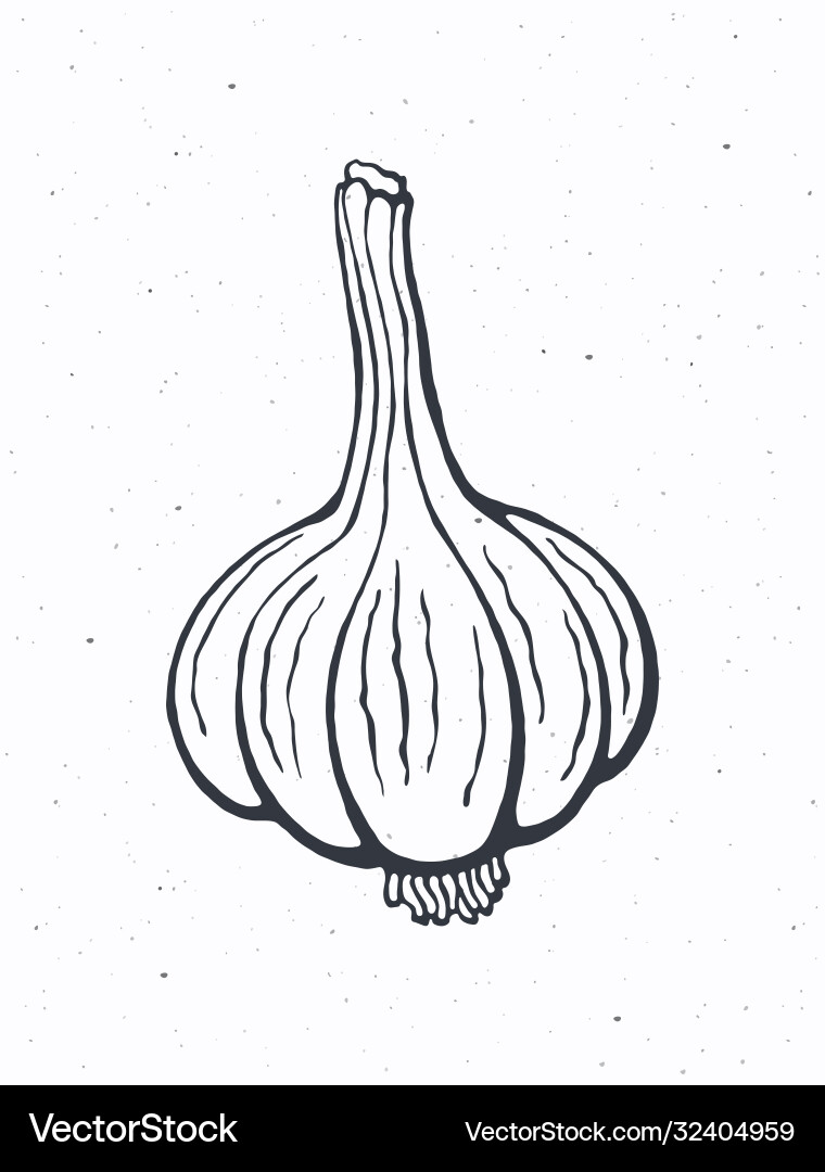 Knoblauchkopf - Isolierte Outline vektorbild