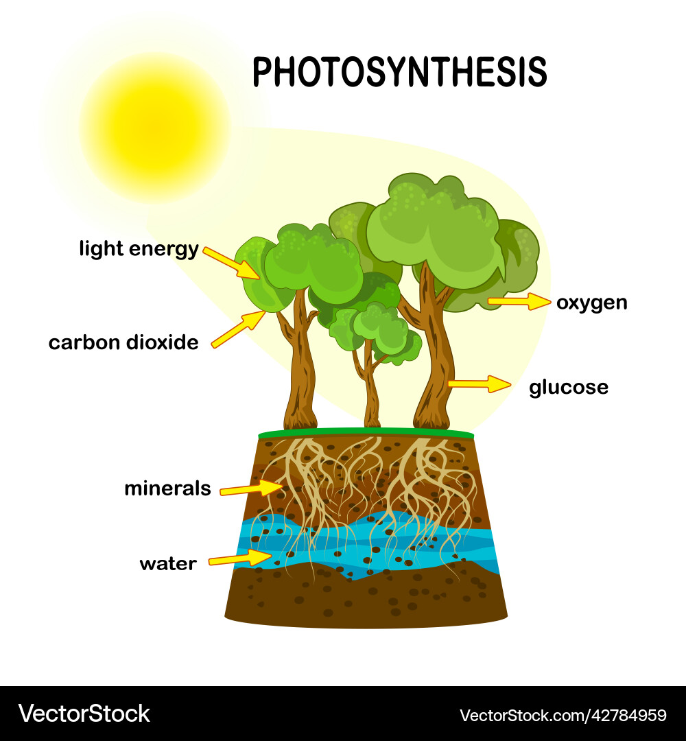 Photosynthesis process diagram poster Photosynthesis process diagram poster Vector Image