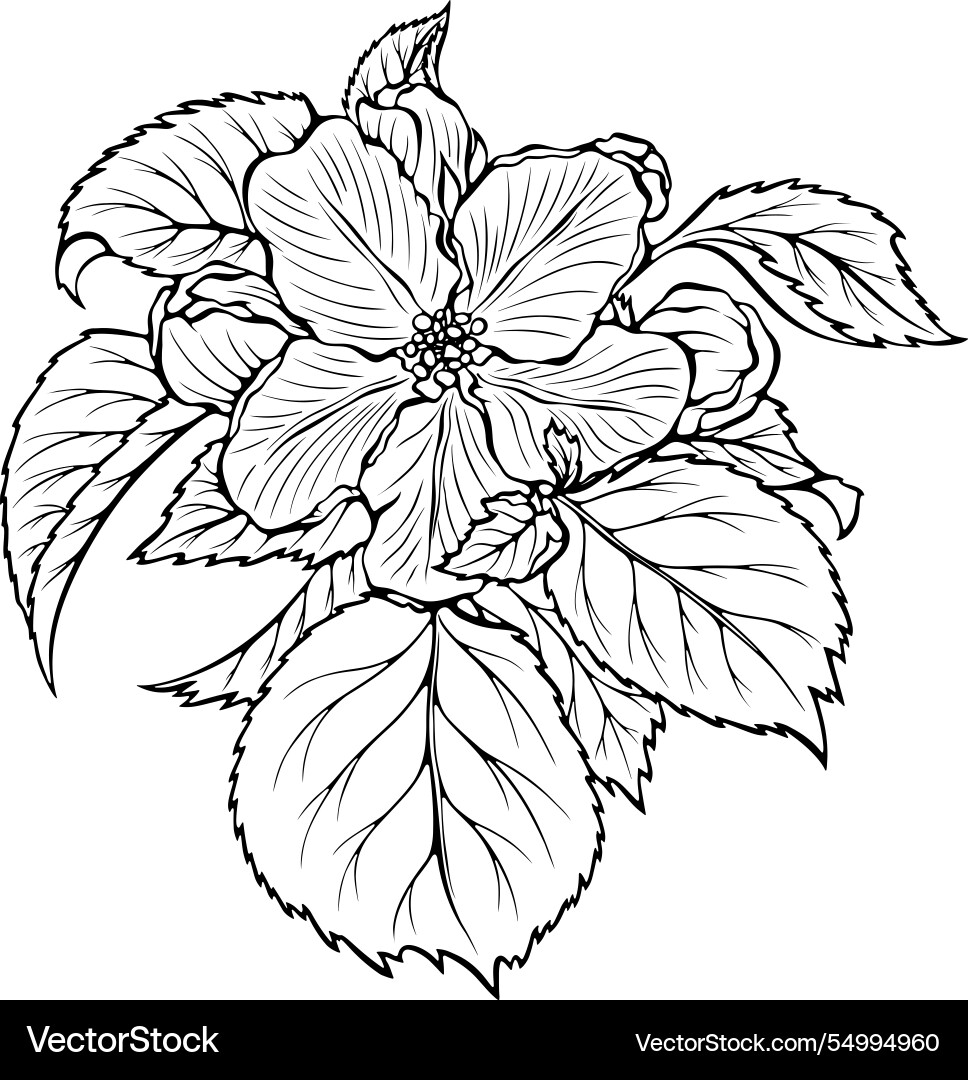 Apple blossom with leaves line art Vector Image