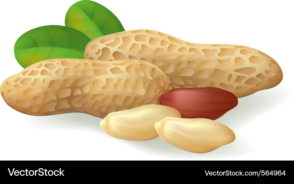 Peanuts in Shells Vector Image