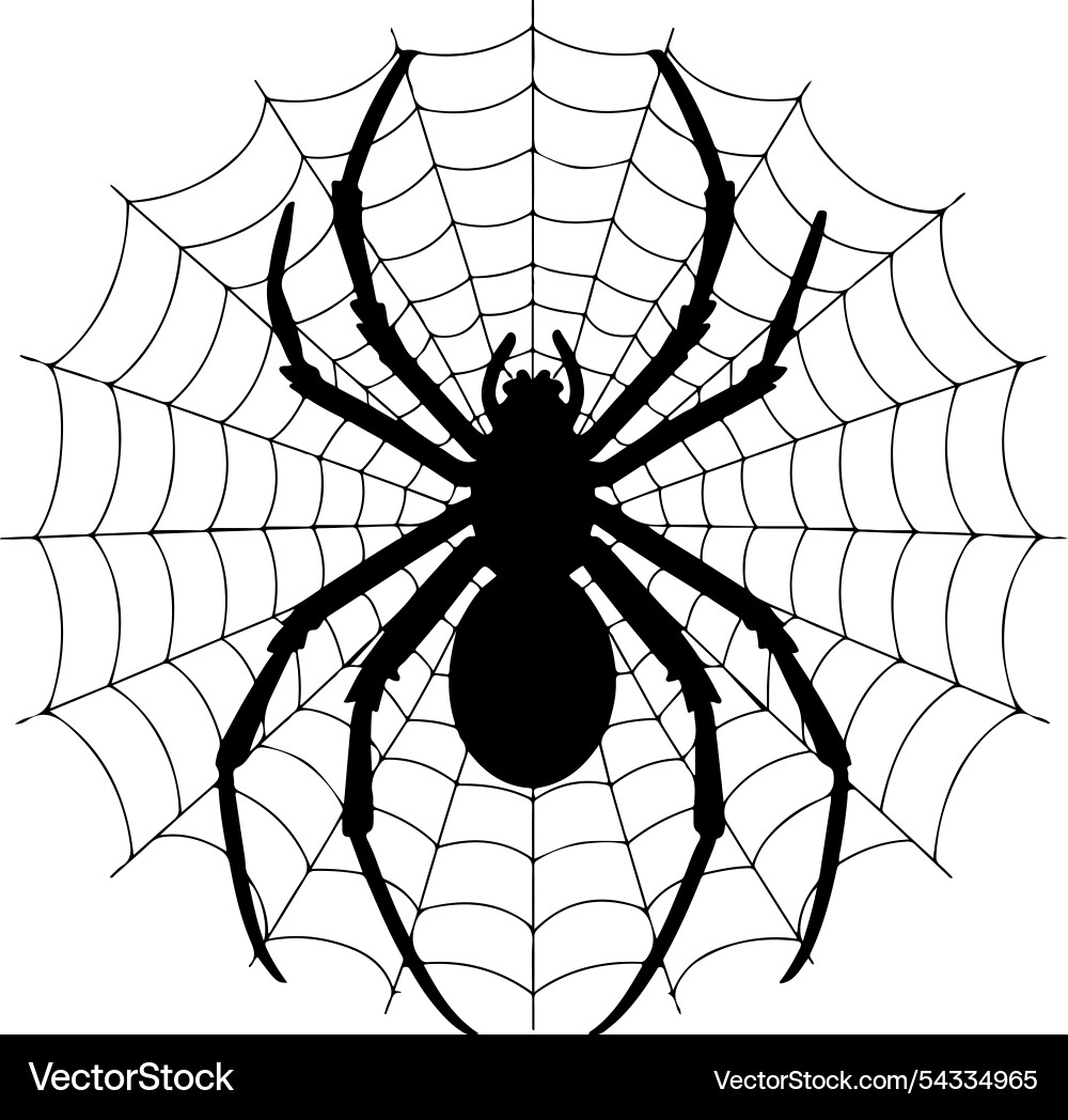Spider with cobweb net on white back vector image