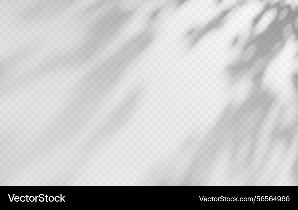 Abstract shadow overlay from tree branch vector image