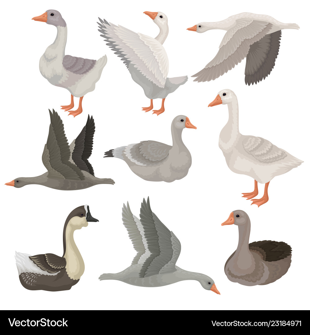 Flat set of large geese in different Flat set of large geese in different vector image