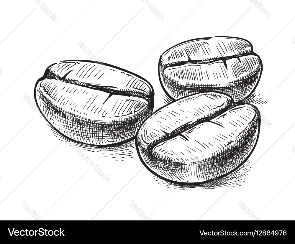 Coffee Bean Sketch vector image