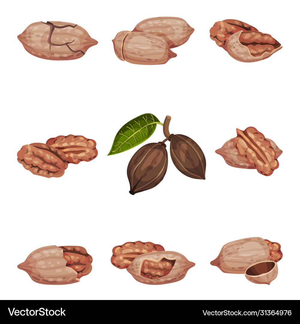 Pecan nut kernel in shell and hanging on branch Vector Image