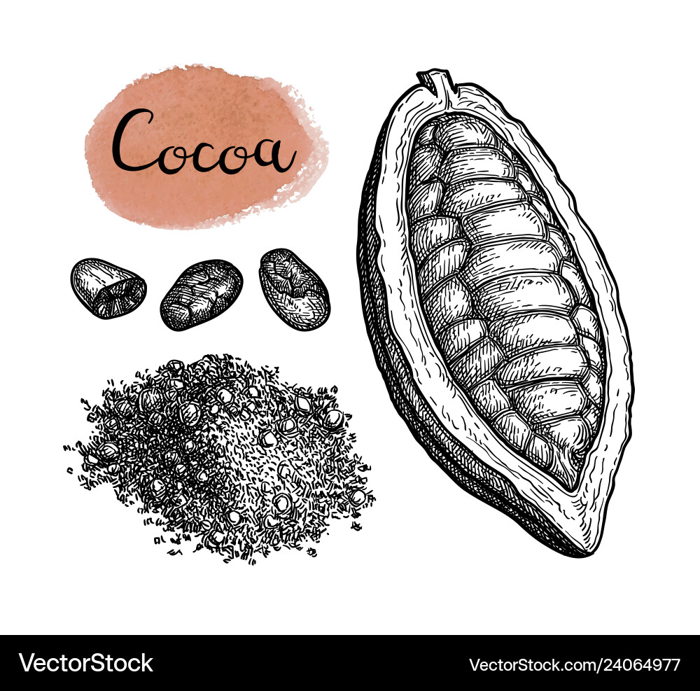 Cocoa and chocolate set Cocoa and chocolate set vector image