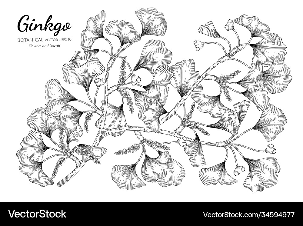 Ginkgo Hand gezeichnet botanisch mit Linie Kunst Ginkgo Hand gezeichnet botanisch mit Linie Kunst vektorbild