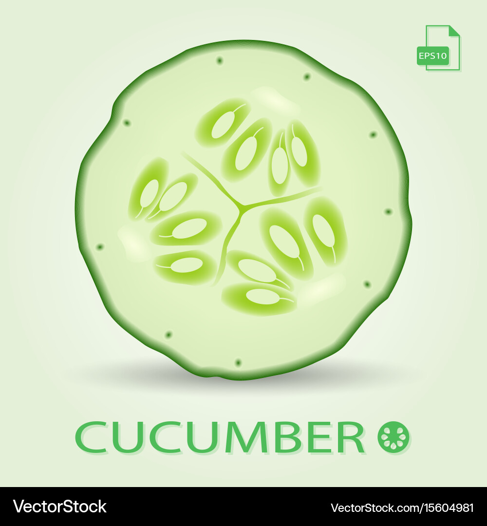 Slice of fresh cucumber isolated on a background Vector Image