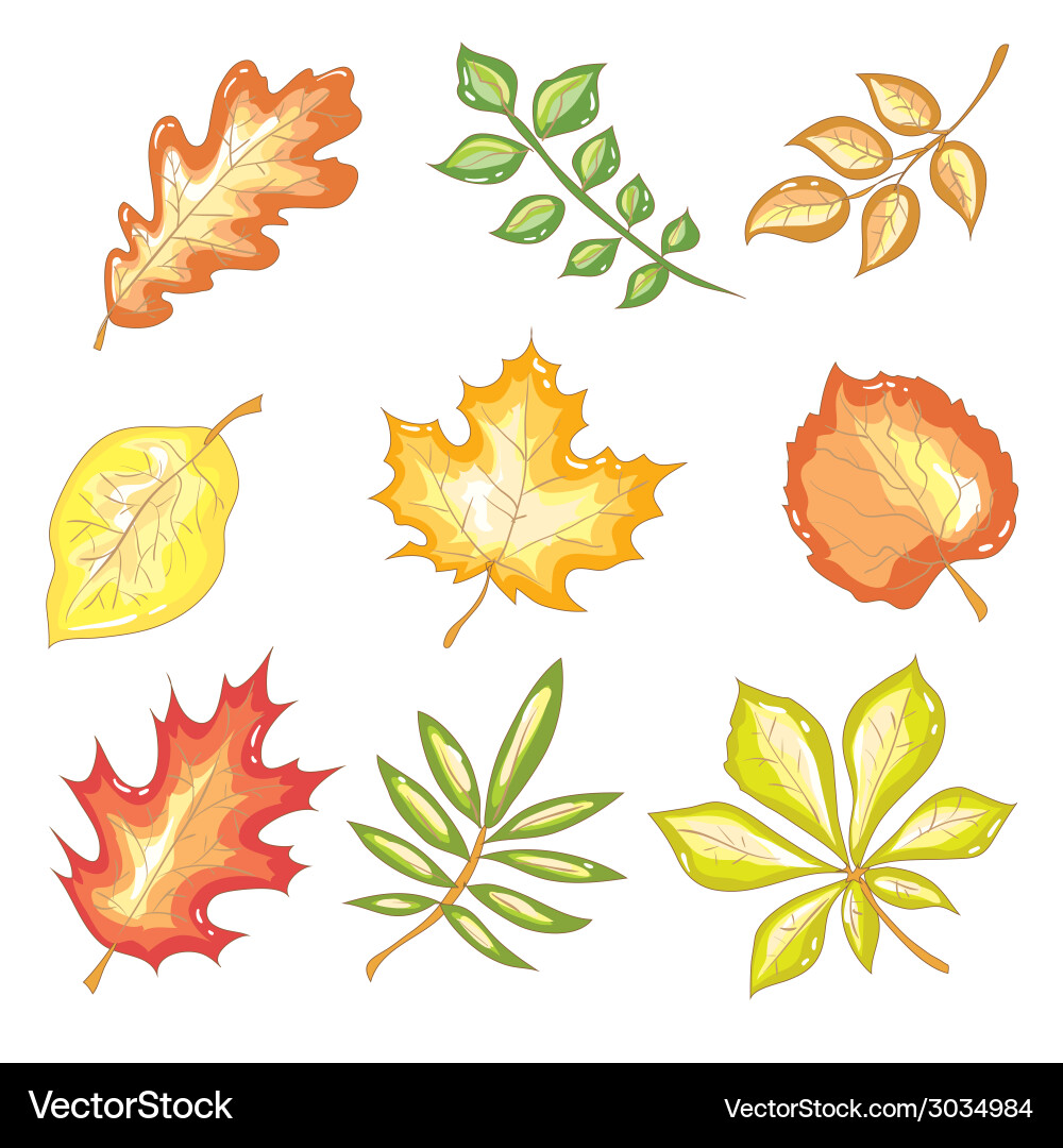 Autumn leaves set Vector Image