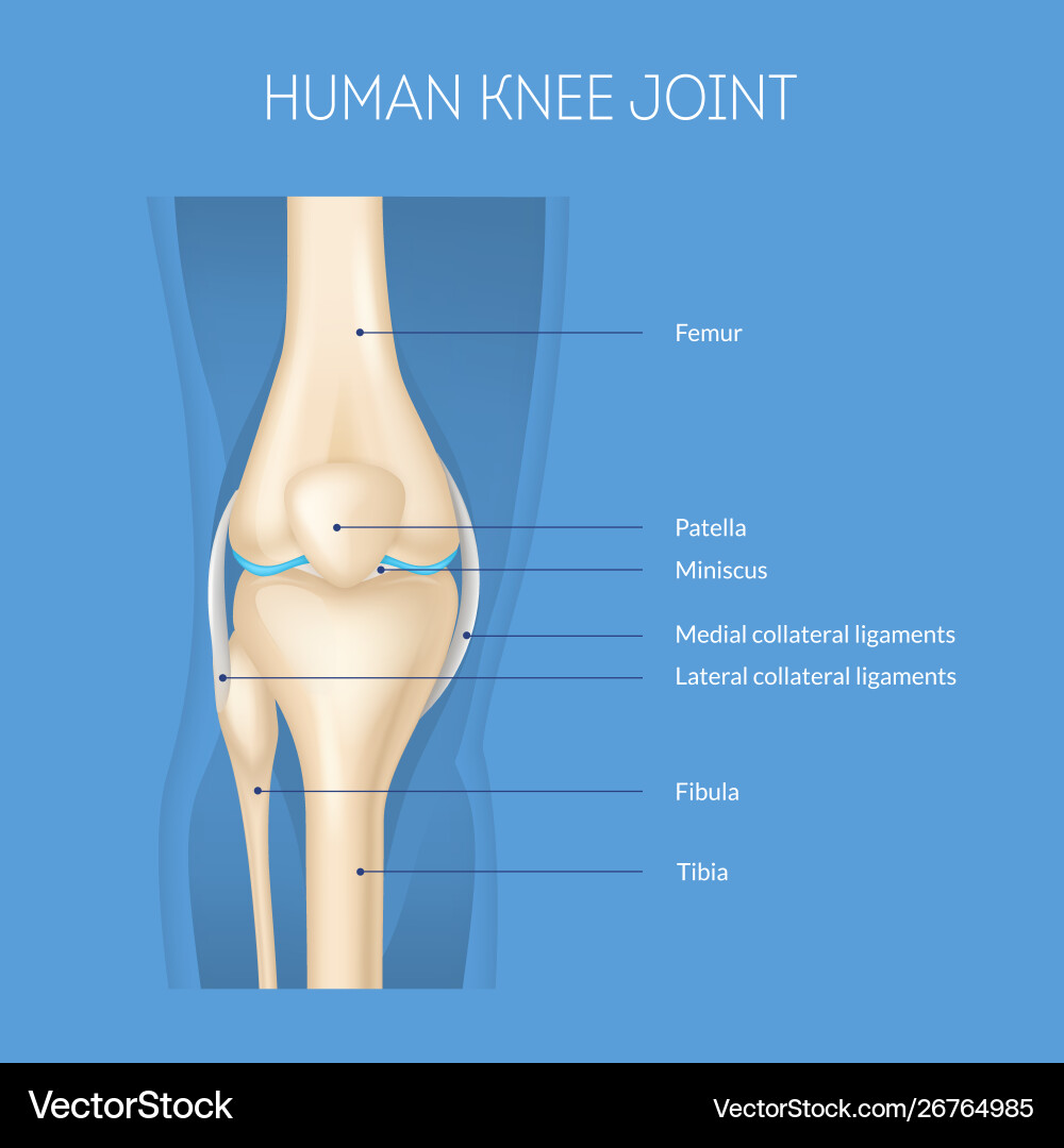 Realistic 3d detailed human knee joint anatomy Realistic 3d detailed human knee joint anatomy vector image