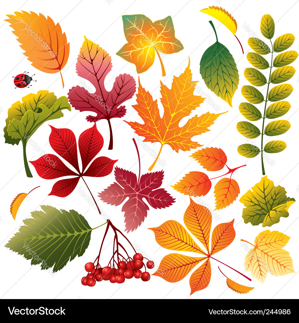 Autumn leaves Royalty Free Vector Image - VectorStock
