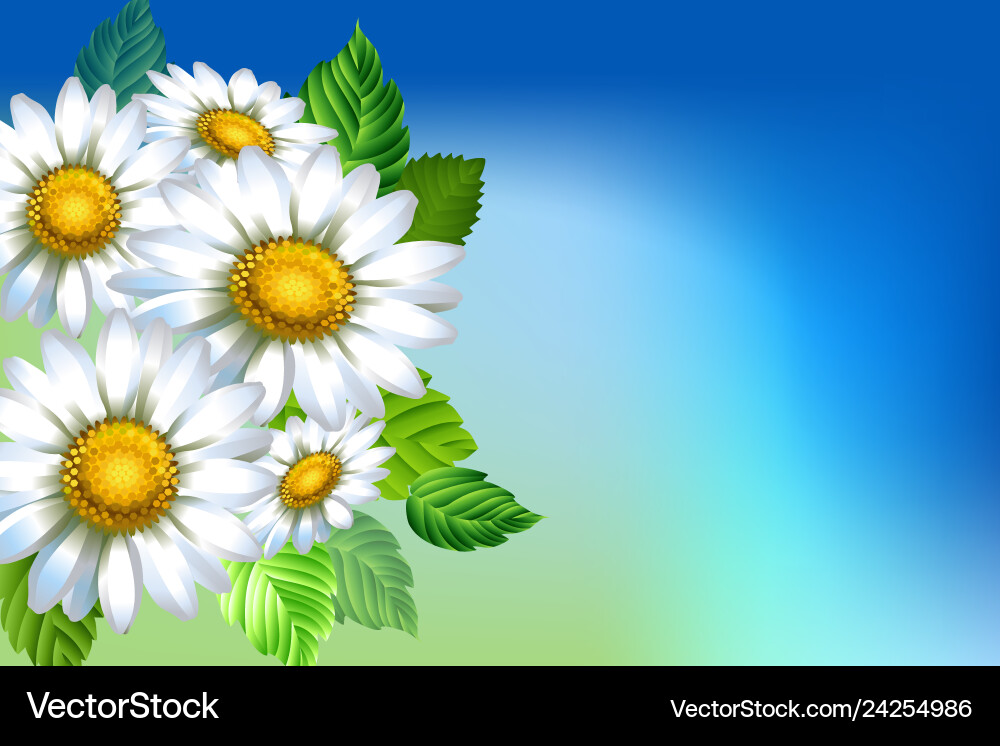Background with chamomiles Vector Image