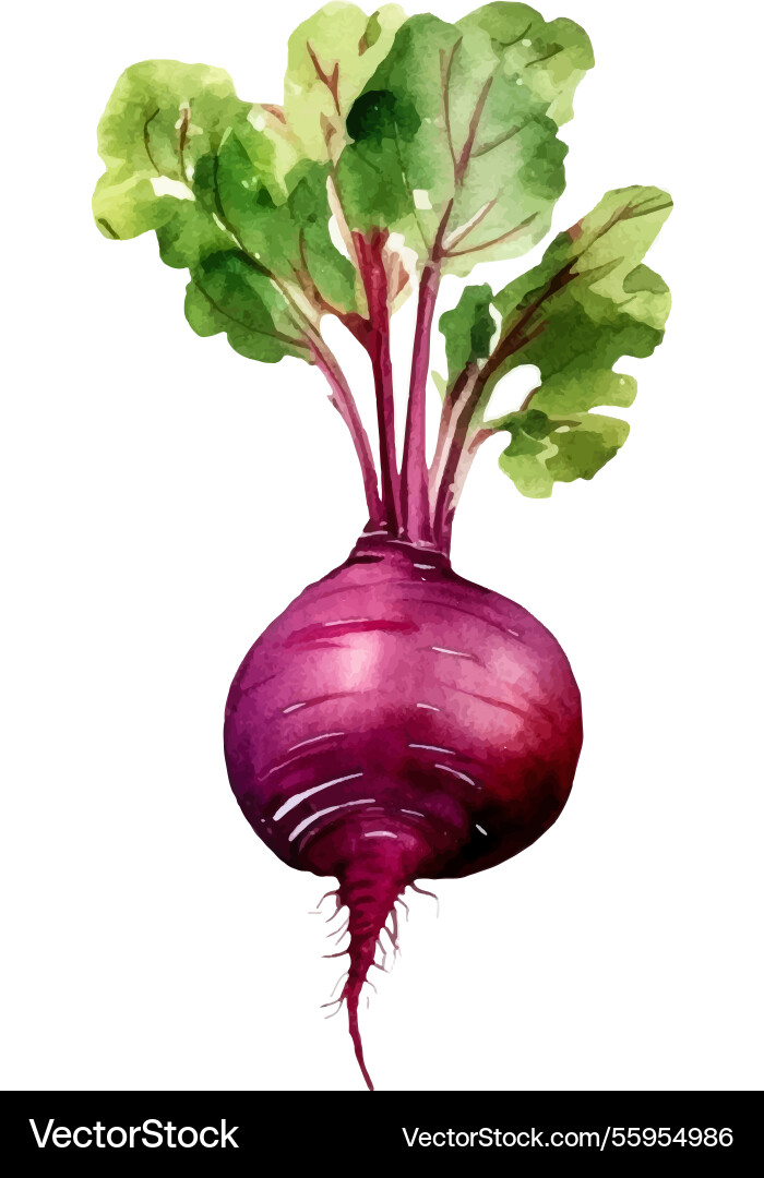 Watercolor painted beet hand drawn fresh food Watercolor painted beet hand drawn fresh food vector image