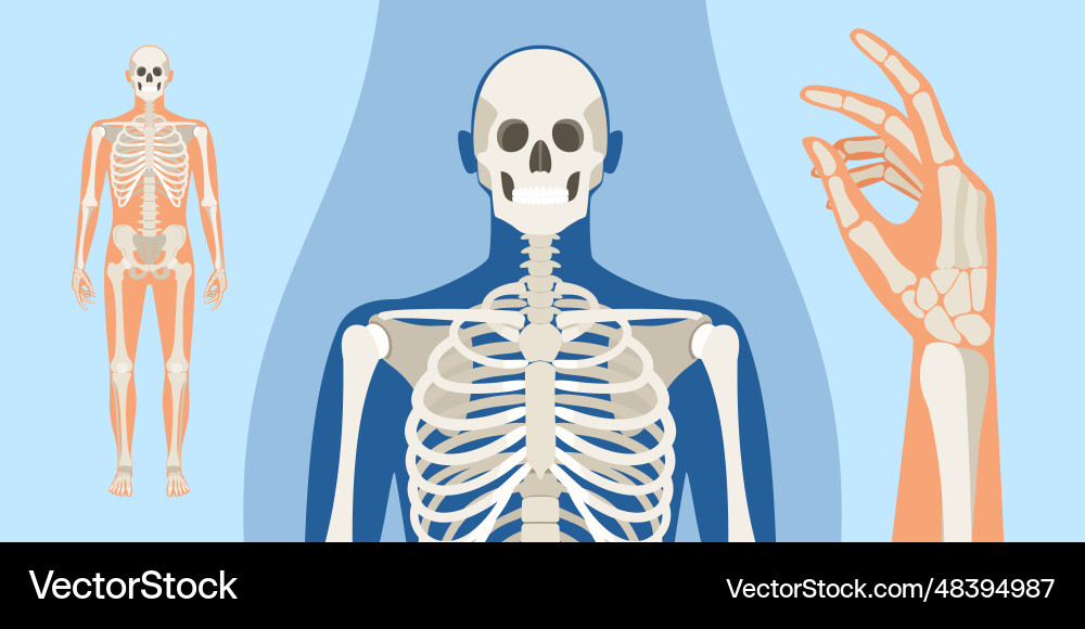 Men human skeleton anatomy vector image