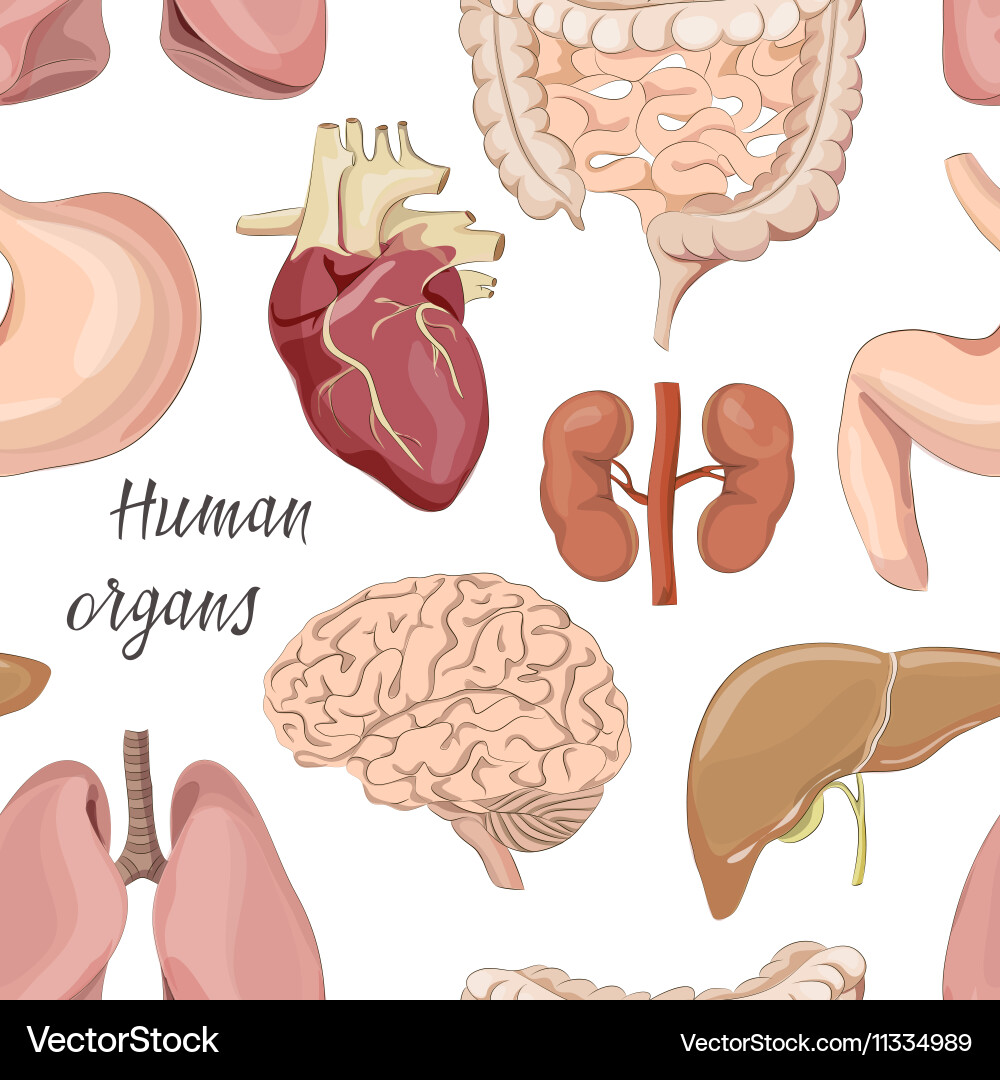 Different human organs set pattern vector image