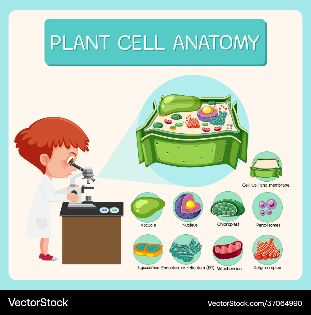 Anatomy plant cell biology diagram vector image