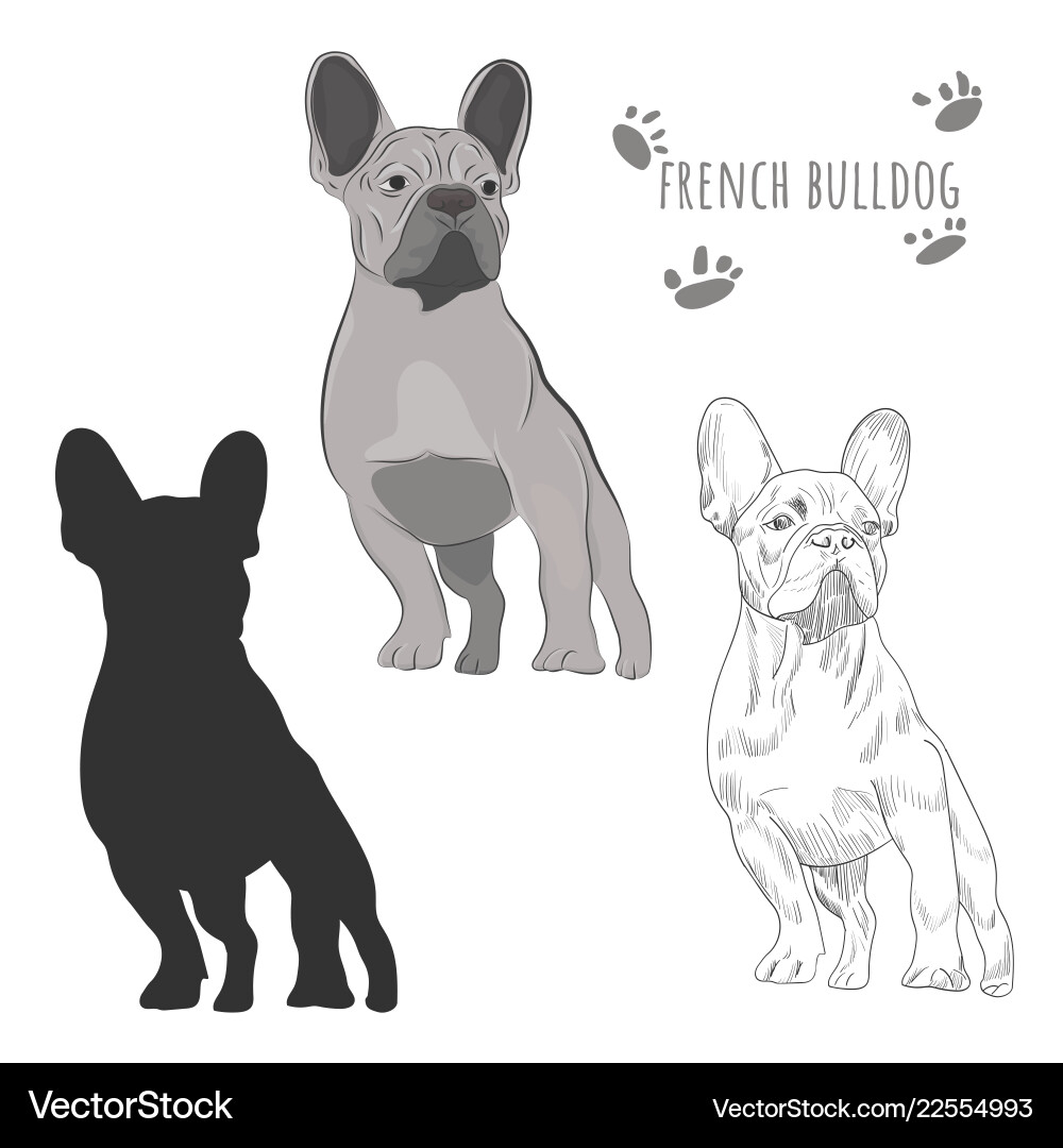 Dog silhouette and hand drawn sketch of purebred Dog silhouette and hand drawn sketch of purebred vector image