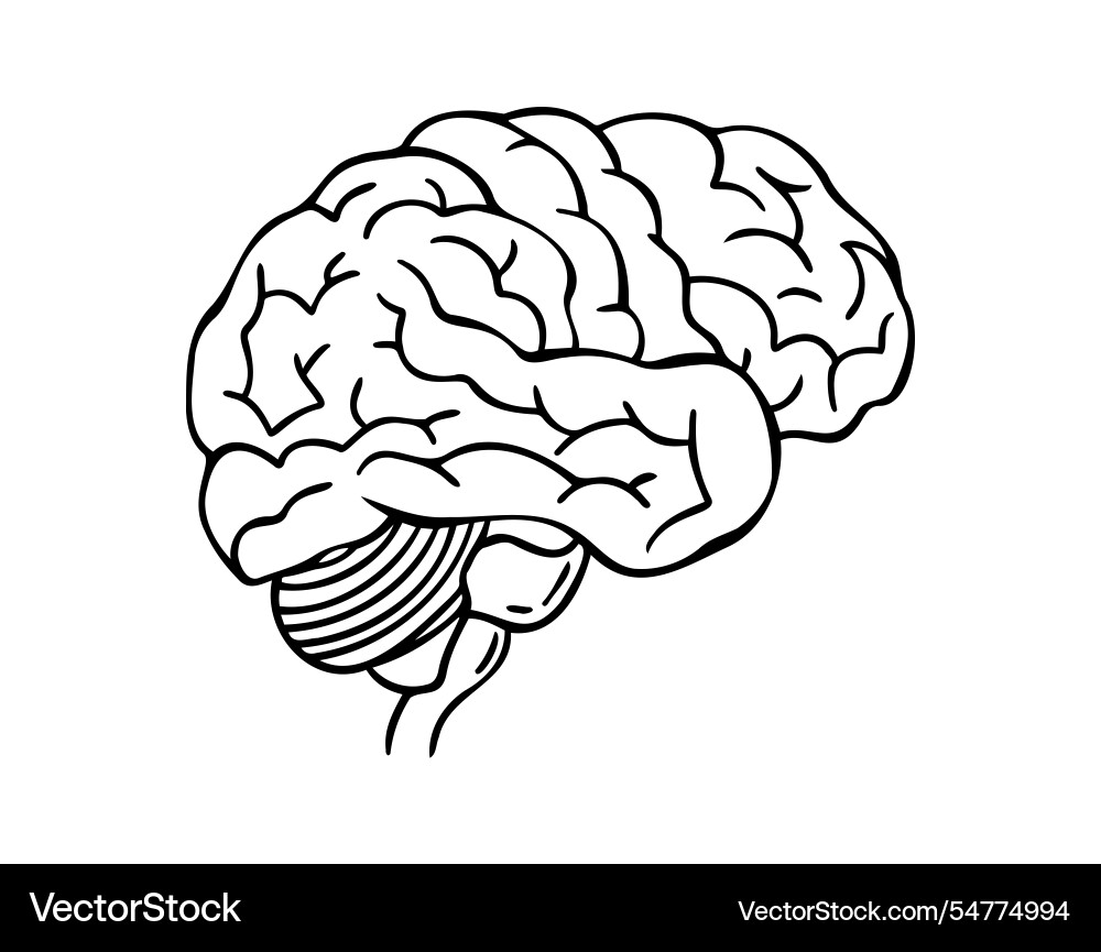 Human brain doodle hand drawn icon outline Human brain doodle hand drawn icon outline vector image