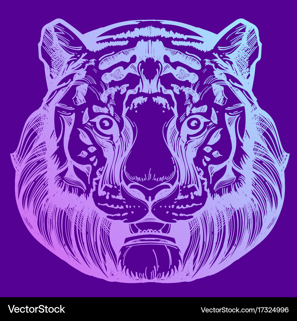 Muzzle of a tiger for creating sketches vector image