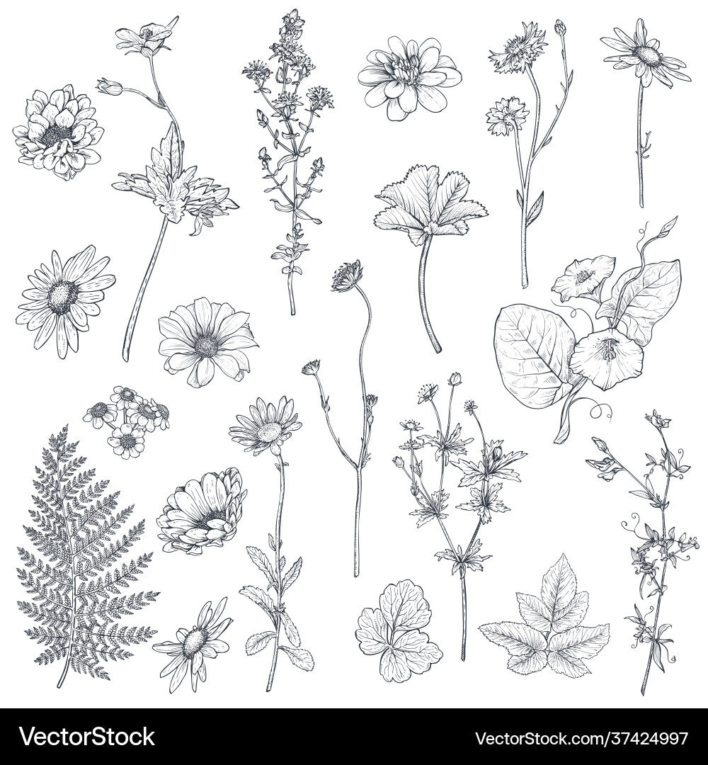 Collection hand drawn flowers and herbs vector image